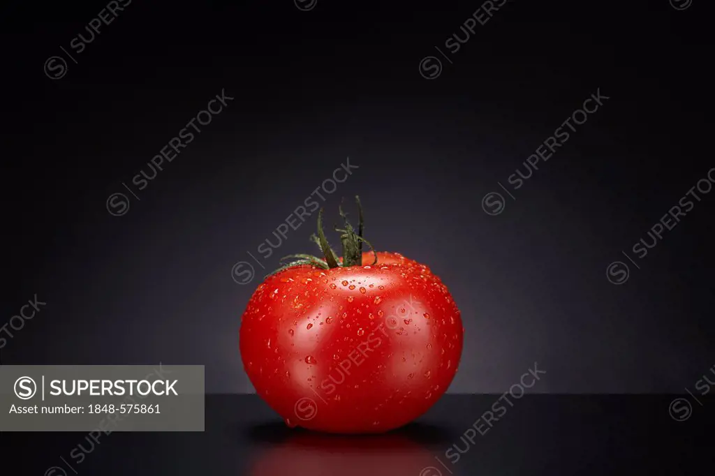 Fresh tomato (Solanum lycopersicum) with water droplets on a dark glass plate