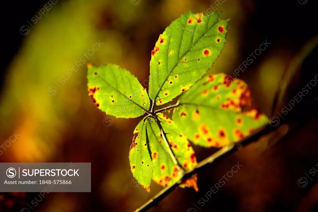 Raspberry (Rubus idaeus), autumnal leaf on a thin branch, backlit