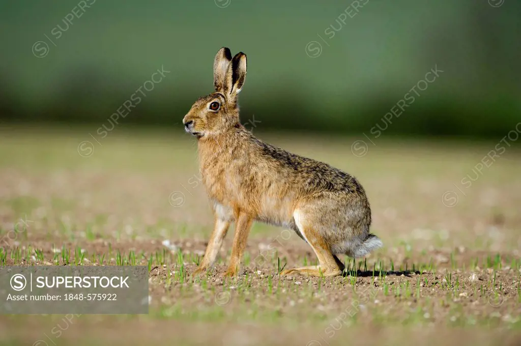 Brown Hare (Lepus europaeus), Norfolk, England, United Kingdom, Europe