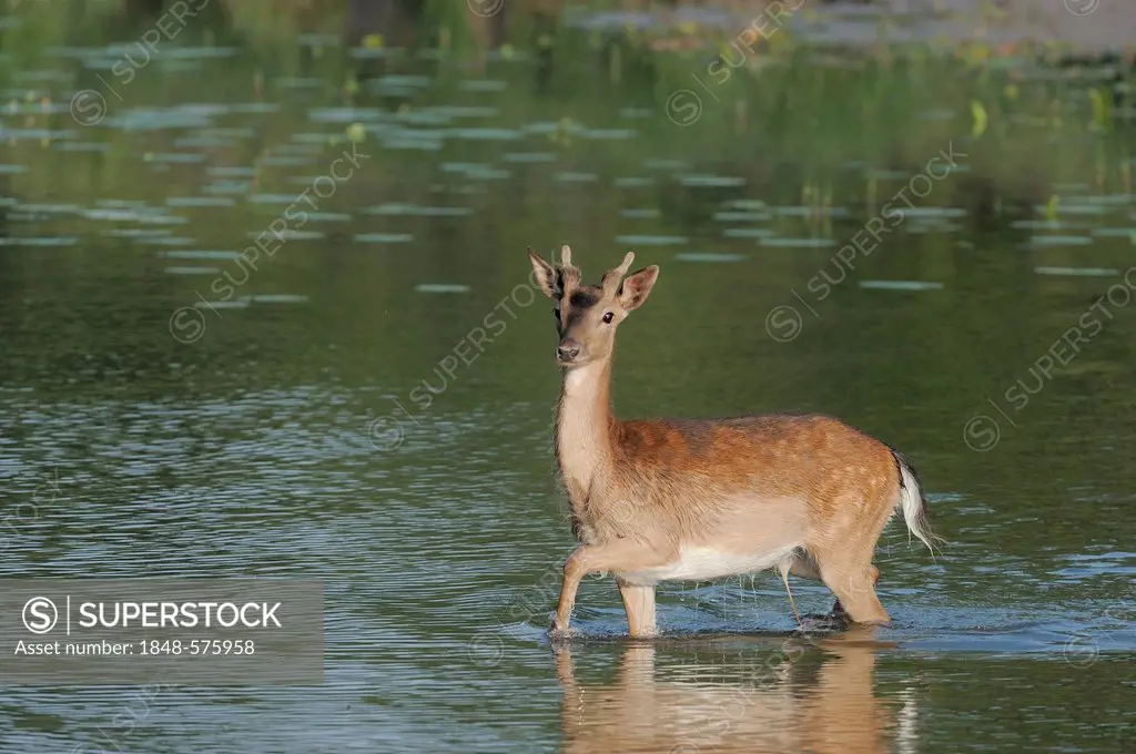 Fallow Deer (Dama dama), in the water, Danube wetlands, Donau Auen National Park, Lower Austria, Austria, Europe