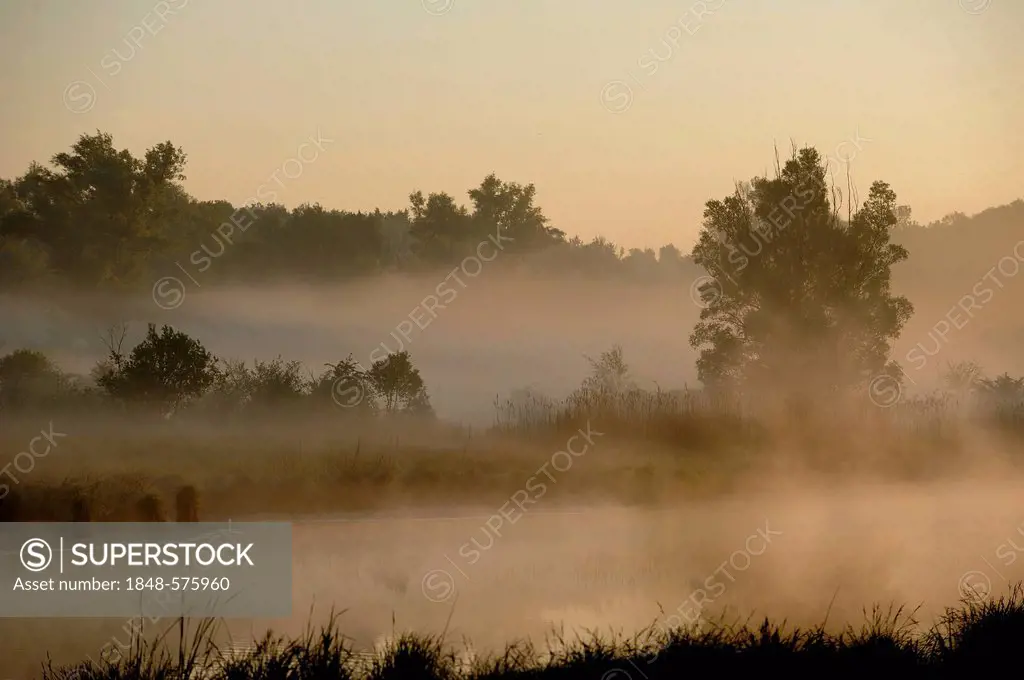 Morning fog, Danube wetlands, Donau Auen National Park, Lower Austria, Austria, Europe