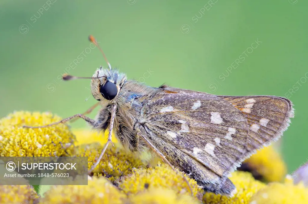 Silver-spotted Skipper (Hesperia comma), Middle Elbe Biosphere Reserve, Central Elbe region, Saxony-Anhalt, Germany, Europe