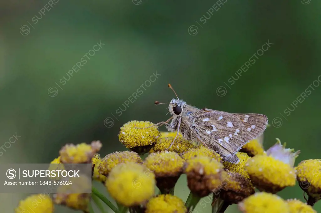 Silver-spotted Skipper (Hesperia comma), Middle Elbe Biosphere Reserve, Central Elbe region, Saxony-Anhalt, Germany, Europe
