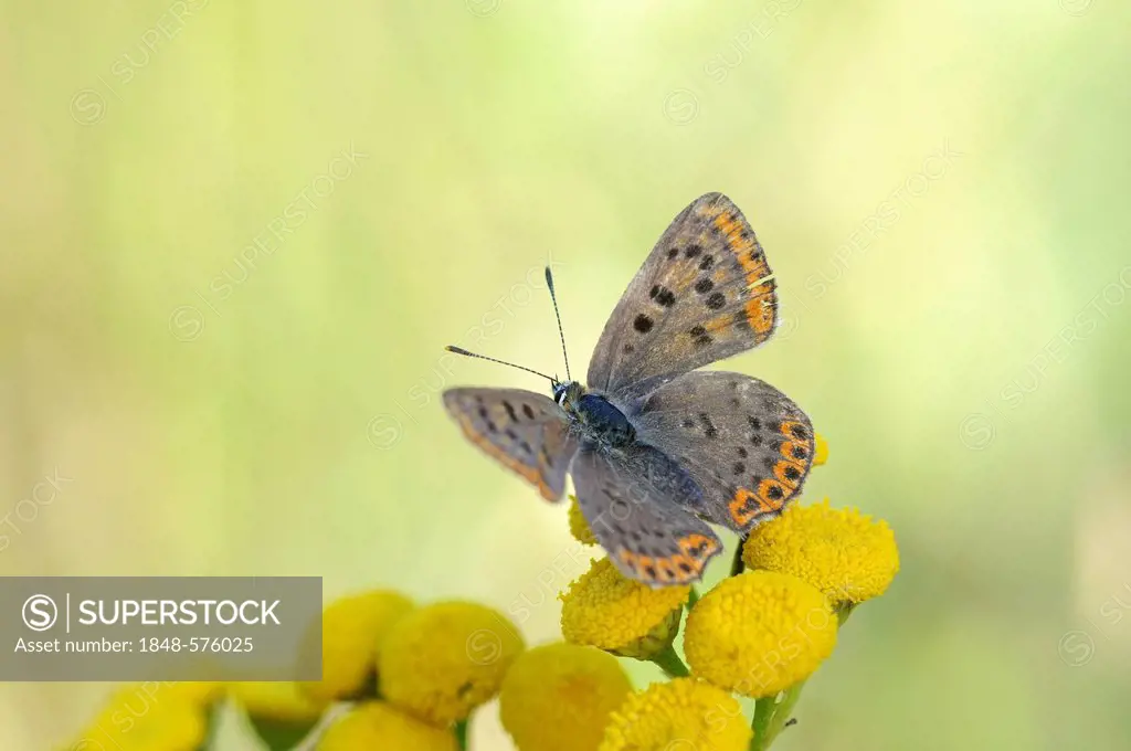 Sooty Copper (Lycaena tityrus), Middle Elbe Biosphere Reserve, Central Elbe region, Saxony-Anhalt, Germany, Europe