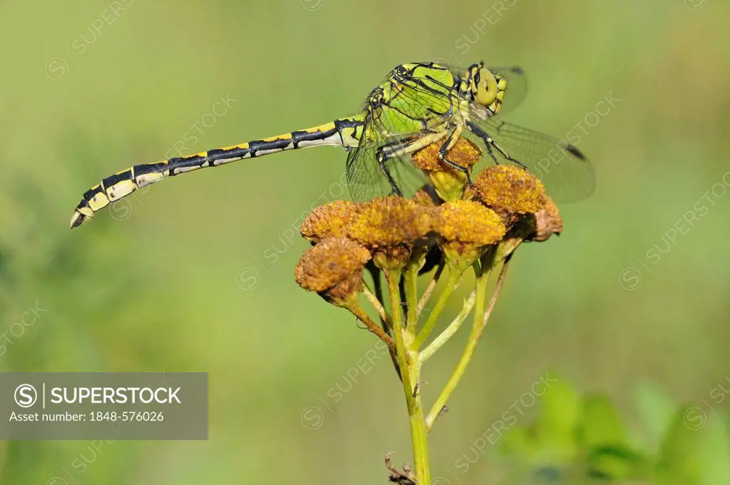Green Snaketail (Ophiogomphus cecilia), Middle Elbe Biosphere Reserve, Central Elbe region, Saxony-Anhalt, Germany, Europe