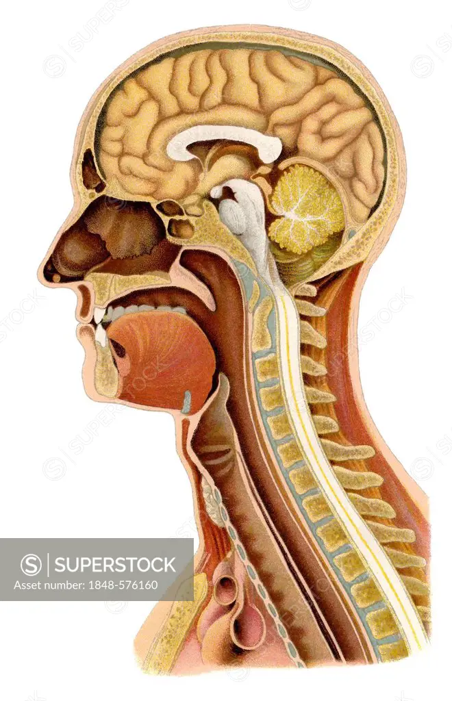 Depiction from a medical book, perpendicular section of a human's skull, from the book 'Der Weg zur Gesundheit', German for The path to health, Dr. A....