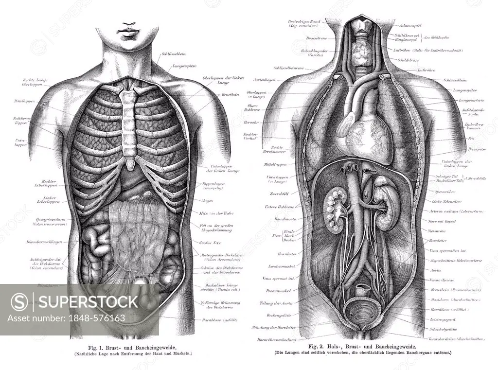 Graphic depiction of the human intestines, from Meyers Konversations-Lexikon encyclopaedia, 1889