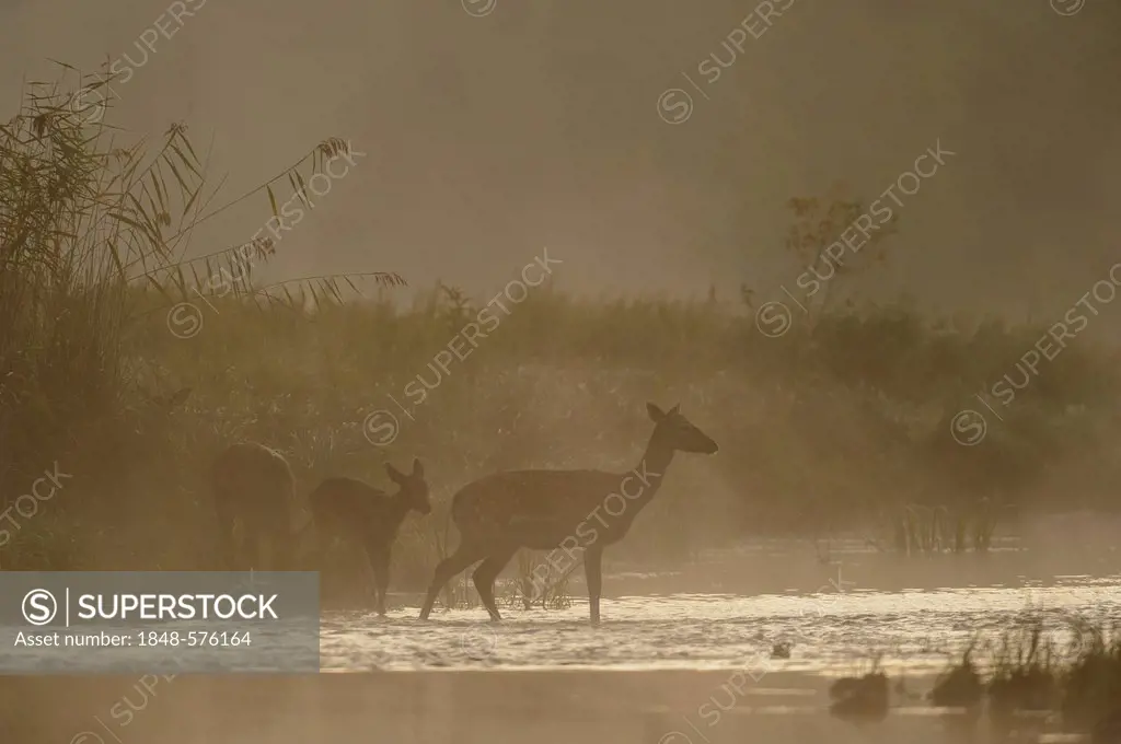 Fallow Deer (Dama dama), does, morning mood, Danube wetlands, Donau Auen National Park, Lower Austria, Austria, Europe