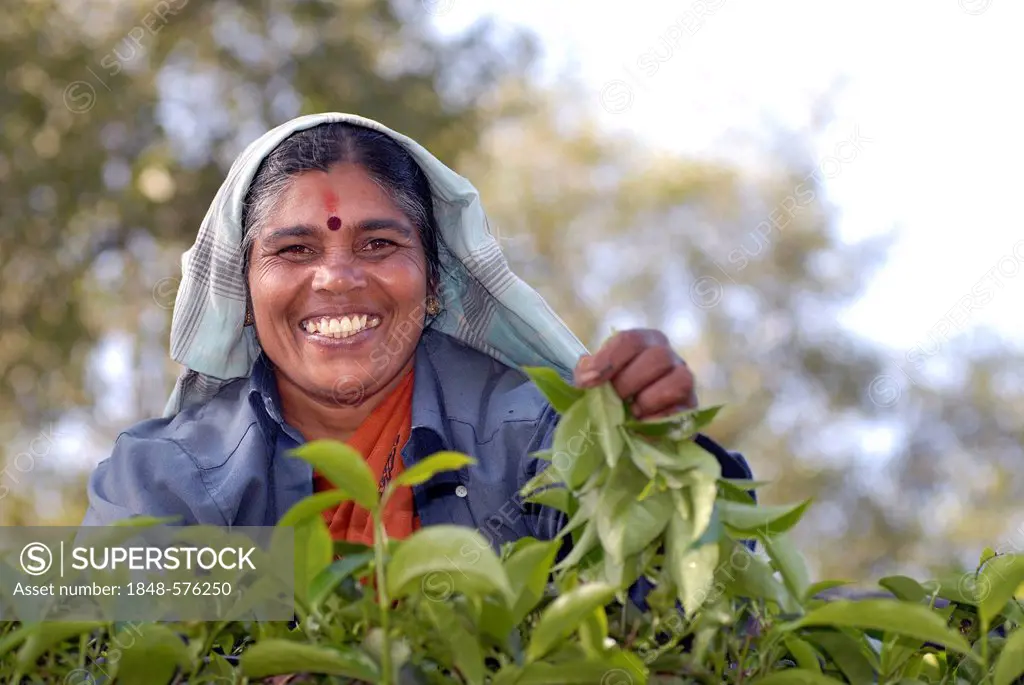 Smiling tea picker, TATA tea plantation, near Munnar, Kerala, South India, India, Asia
