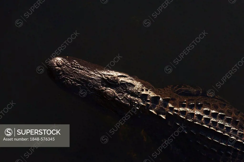 American Alligator (Alligator mississippiensis), Anhinga Trail, Everglades, Florida, USA