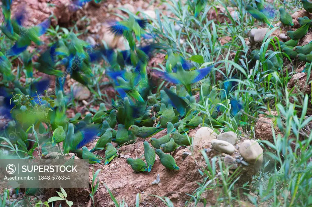 Blue-headed Parrots, Blue-headed Pionus (Pionus menstruus) and Mealy Amazons or Mealy Parrots (Amazona farinosa) at a clay lick, Tambopata, Peru, Sout...