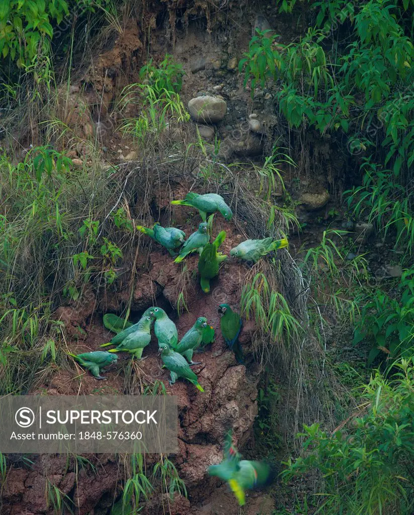 Mealy Parrots (Amazona farinosa) at clay lick, Tambopata, Peruvian Amazon, Peru, South America