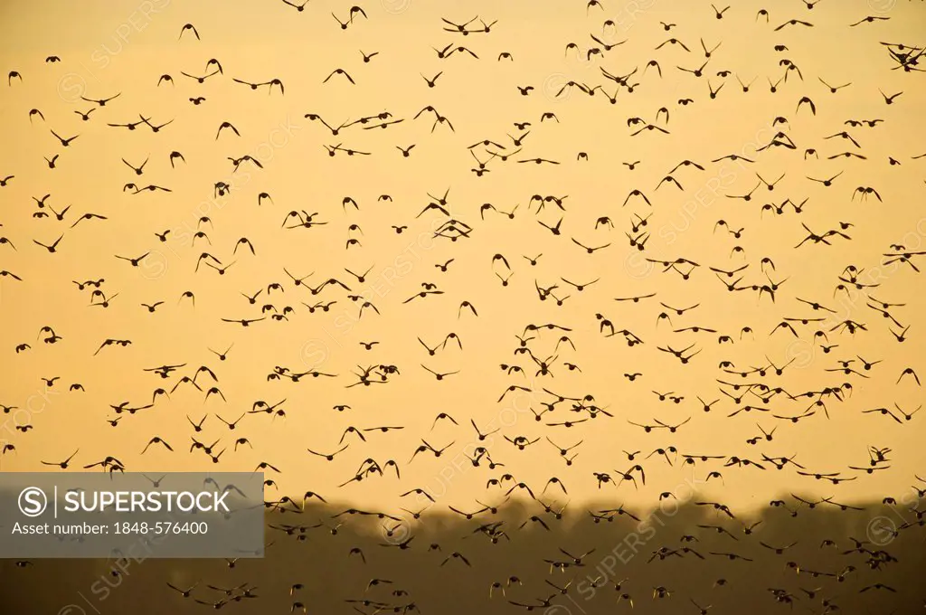 Starlings (Sturnus vulgarus) arrving at roost, Norfolk, England, United Kingdom, Europe