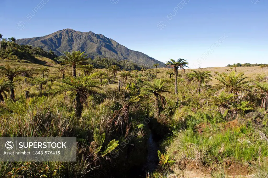 Alpine grassland and Cycads (Cycadales) at 9000 ft at Tari Gap in Southern Highlands, Papua New Guinea, Oceania