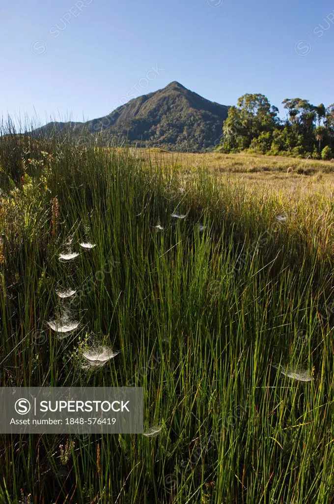 Alpine grassland at Tari Gap, Southern Highlands, Papua New Guinea, Oceania