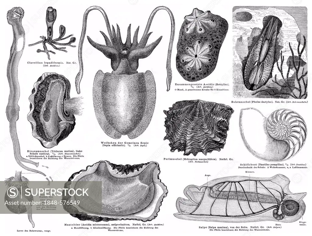 Historical graphic representation, molluscs or mollusks (Mollusca) and tunicates (Tunicata, Urochordata), 19th century, from Meyers Konversations-Lexi...