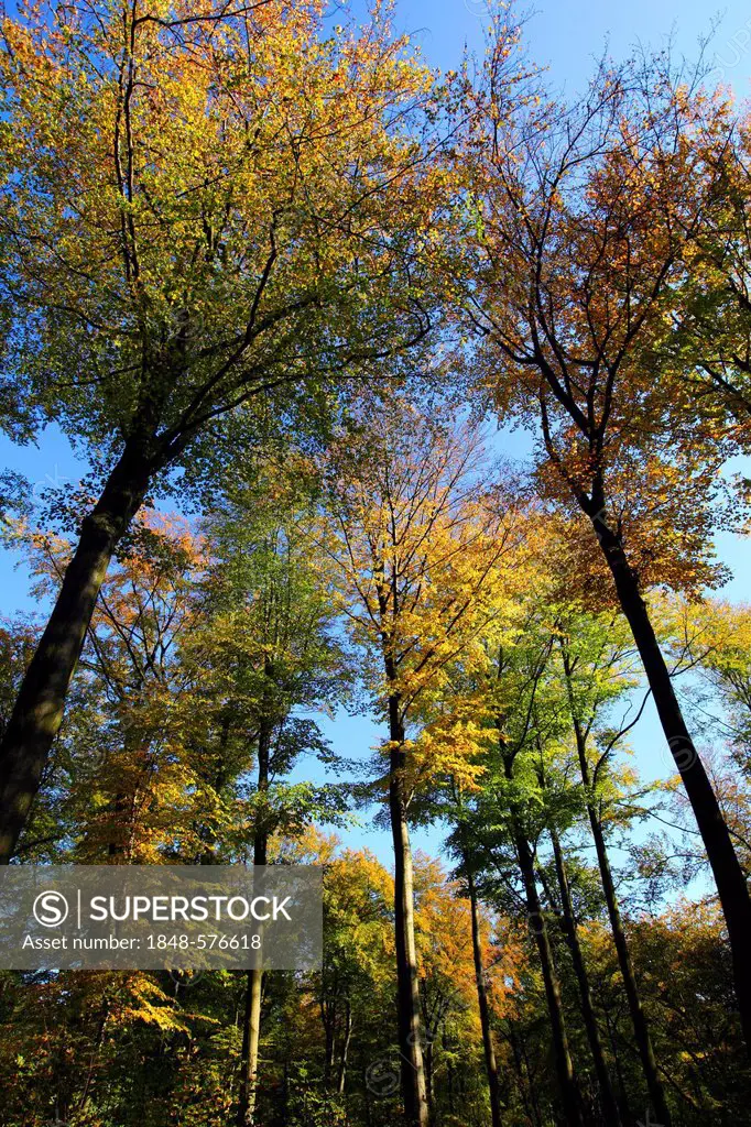 Autumn forest, Essen, North Rhine-Westphalia, Germany, Europe