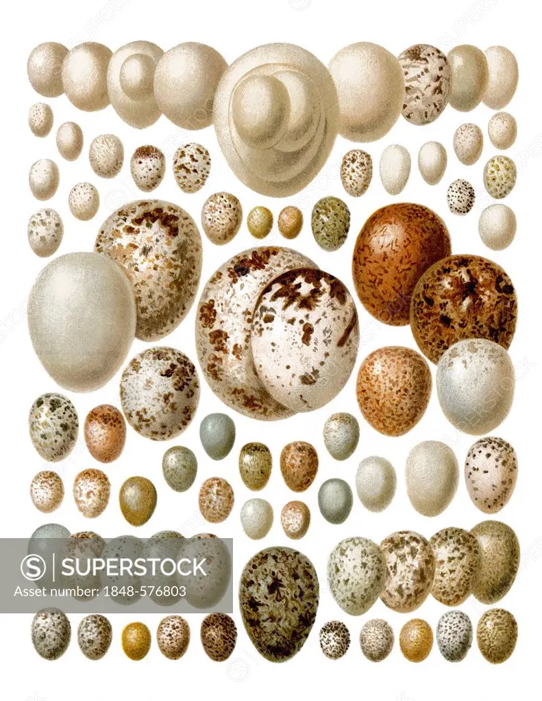 Graphic illustration of European birds' eggs, from Meyers Konversations-Lexikon encyclopaedia, 1889
