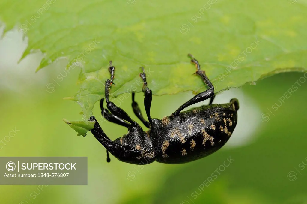 Black Vine Weevil (Otiorhynchus sulcatus), Radenthein, Carinthia, Austria, Europe