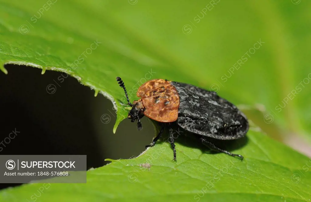 True Bug (Heteroptera), Radenthein, Carinthia, Austria, Europe