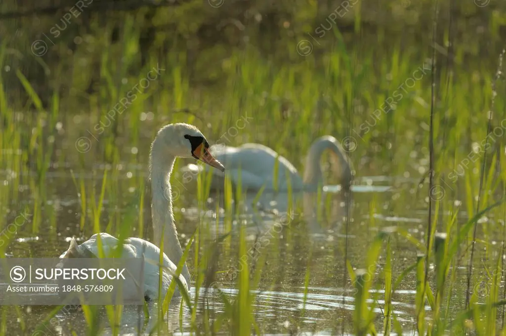 Mute Swans (Cygnus olor), Danube wetlands, Donau Auen National Park, Lower Austria, Austria, Europe