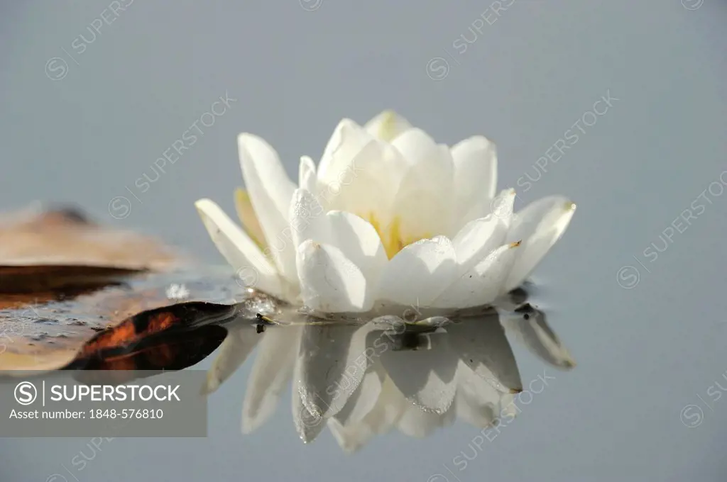 White Water Lily (Nymphaea alba), Danube wetlands, Donau Auen National Park, Lower Austria, Austria, Europe