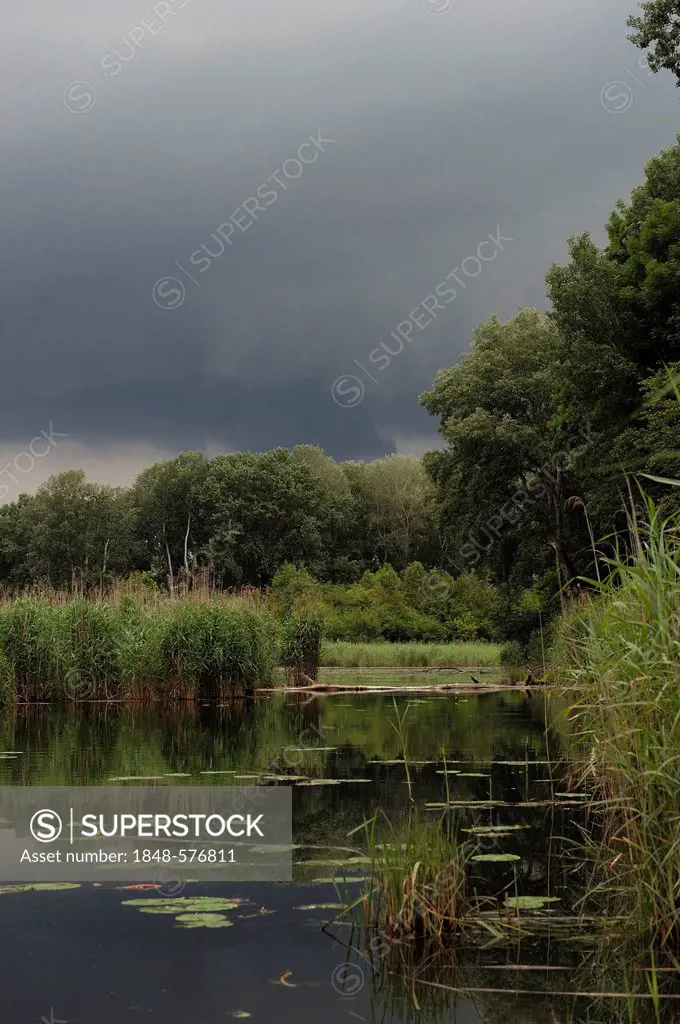 Thunderstorm approaching, Danube wetlands, Donau Auen National Park, Lower Austria, Austria, Europe