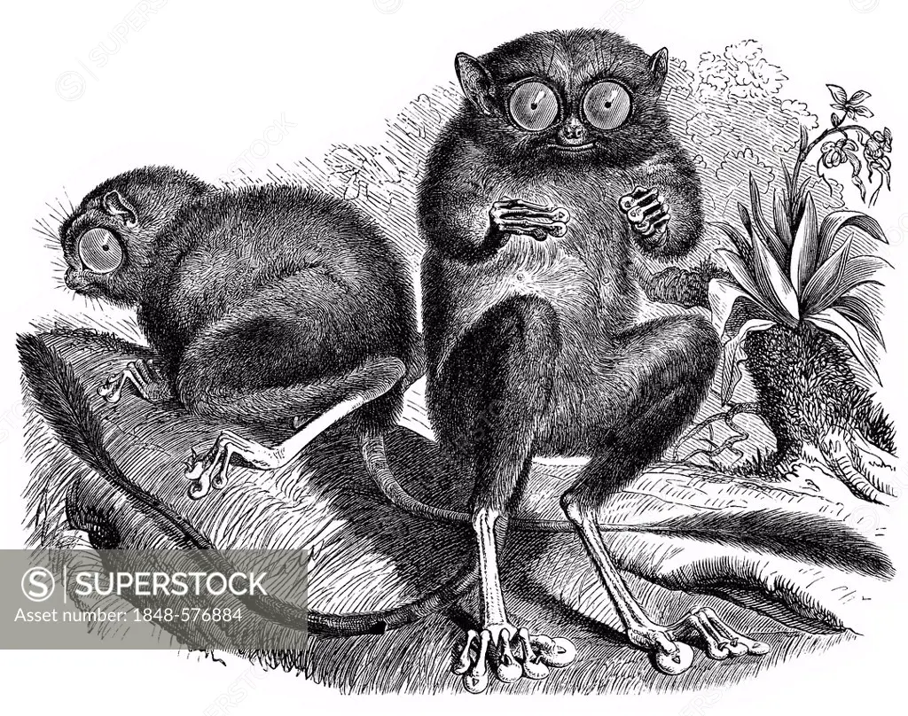 Historic illustration of tarsiers (Tarsiidae, Tarsius), 19th century, Meyers Konversations-Lexikon encyclopedia, 1889