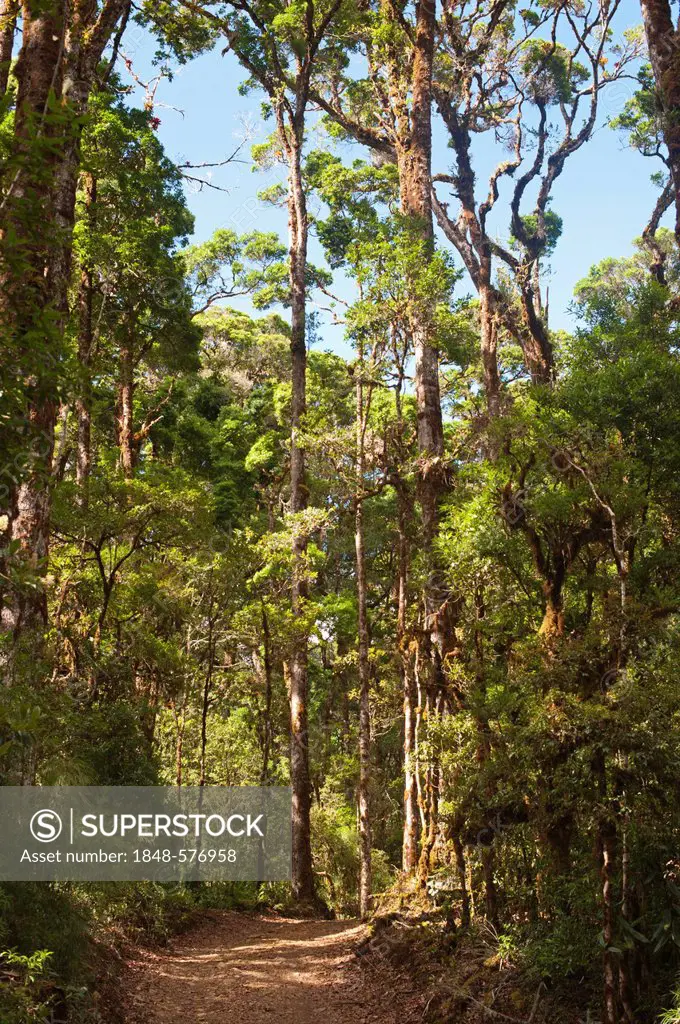 Cloud Forest where Resplendent Quetzals nest, at Savegre, Costa Rica, Central America