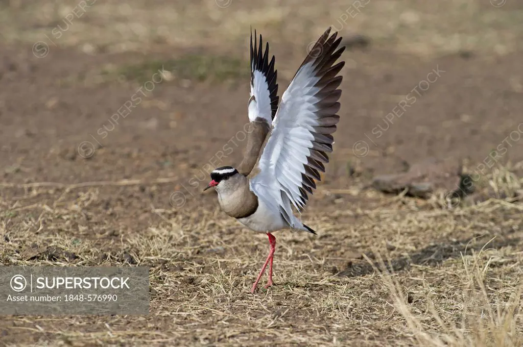 Crowned Lapwing, Crowned Plover (Vanellus coronatus), Kenya, Africa