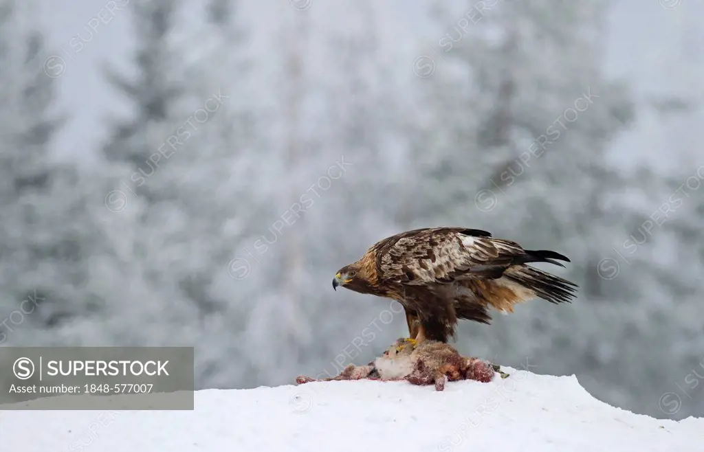 Golden Eagle (Aquila chrysaetos), winter, Finland, Europe