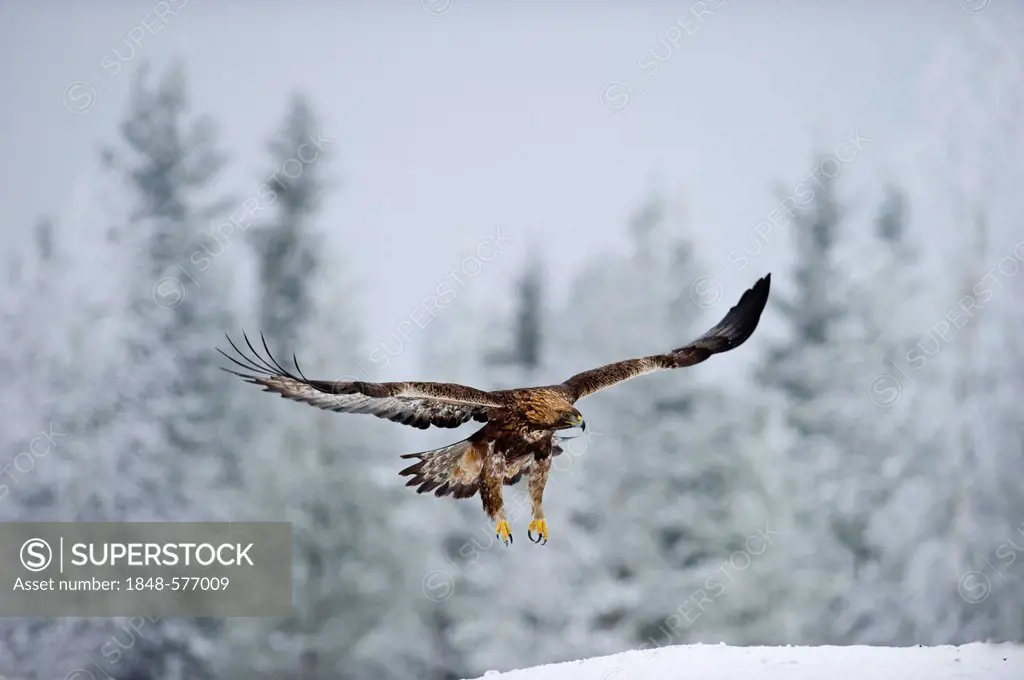 Golden Eagle (Aquila chrysaetos), winter, Finland, Europe