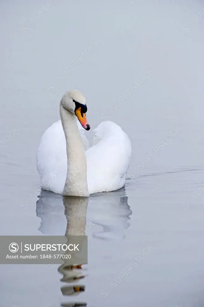 Mute Swan (Cygnus olor), male, winter, Norfolk, England, United Kingdom, Europe