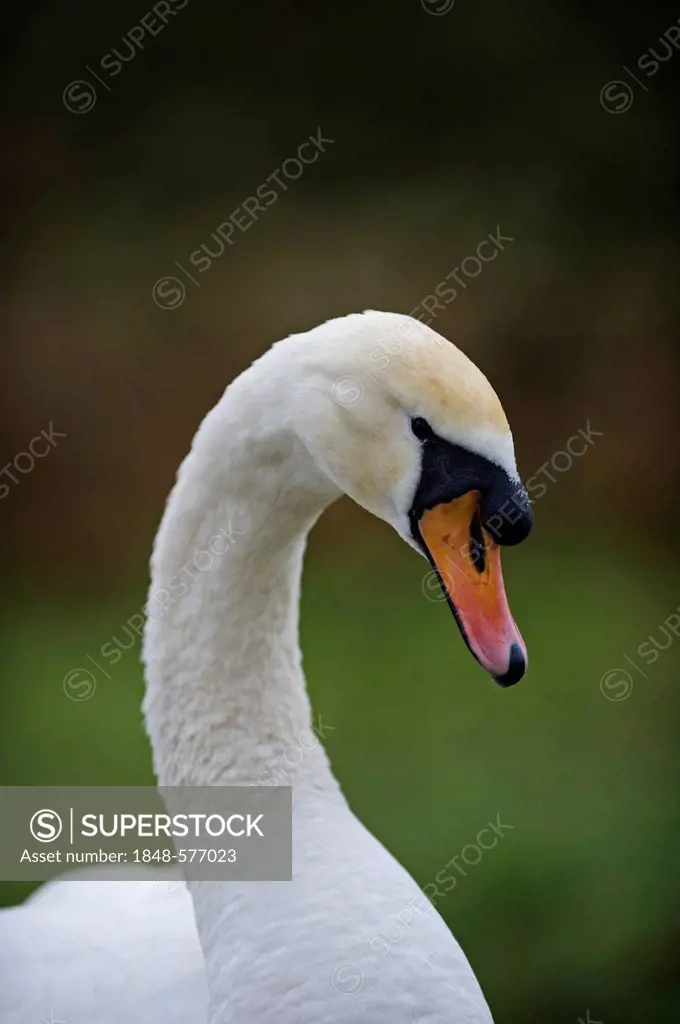 Mute swan (Cygnus olor), male, Norfolk, England, United Kingdom, Europe