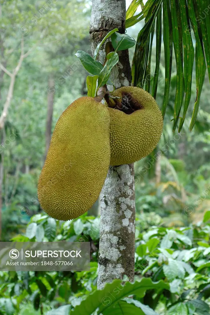 Jackfruit (Artocarpus heterophyllus) on a tree, Tranquil Estate, North Kerala, Western Ghats, South India, Asia