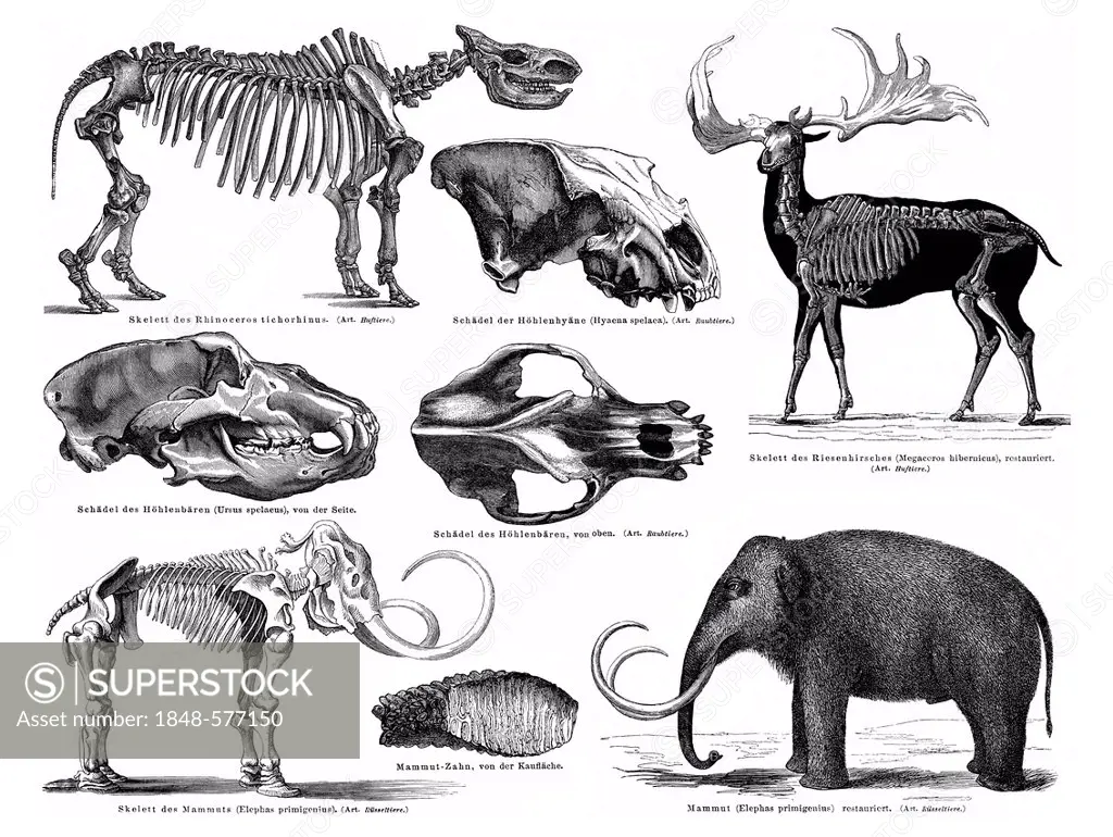 Historical graphic representation, animals and skeletons form the Pleistocene period in Earth's history, mammoth, giant deer, cave bear, cave hyena, R...