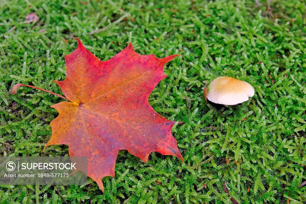 Autumn-coloured maple leaf (Acer), on a moss-covered trunk next to a mushroom, Brandenburg, Germany, Europe