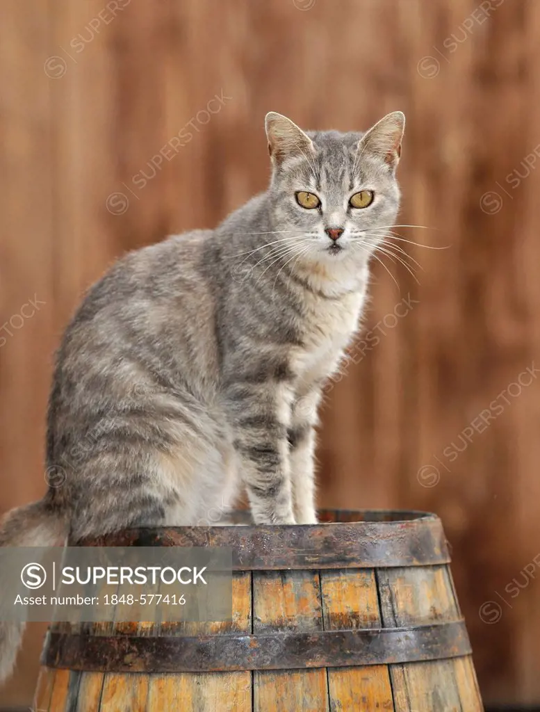 Tabby cat on a barrel, Dolcedo, Riviera dei Fiori, Liguria, Italy, Europe