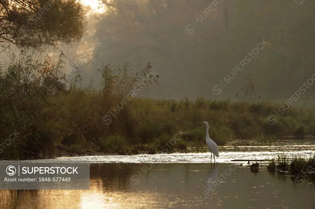 Great Egret (Casmerodius albus), morning mood, Danube wetlands, Donau Auen National Park, Lower Austria, Austria, Europe