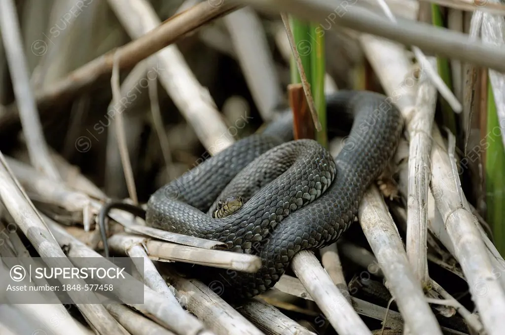 Grass Snake (Natrix natrix), Danube wetlands, Donau Auen National Park, Lower Austria, Austria, Europe