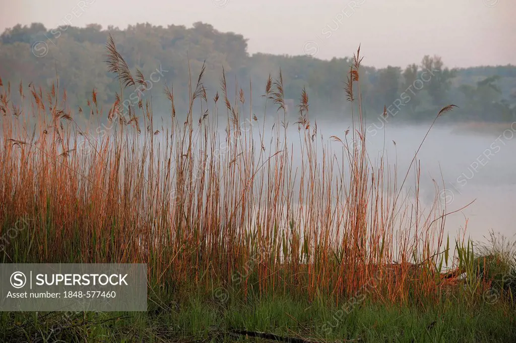 Early morning mood, Danube wetlands, Donau Auen National Park, Lower Austria, Austria, Europe