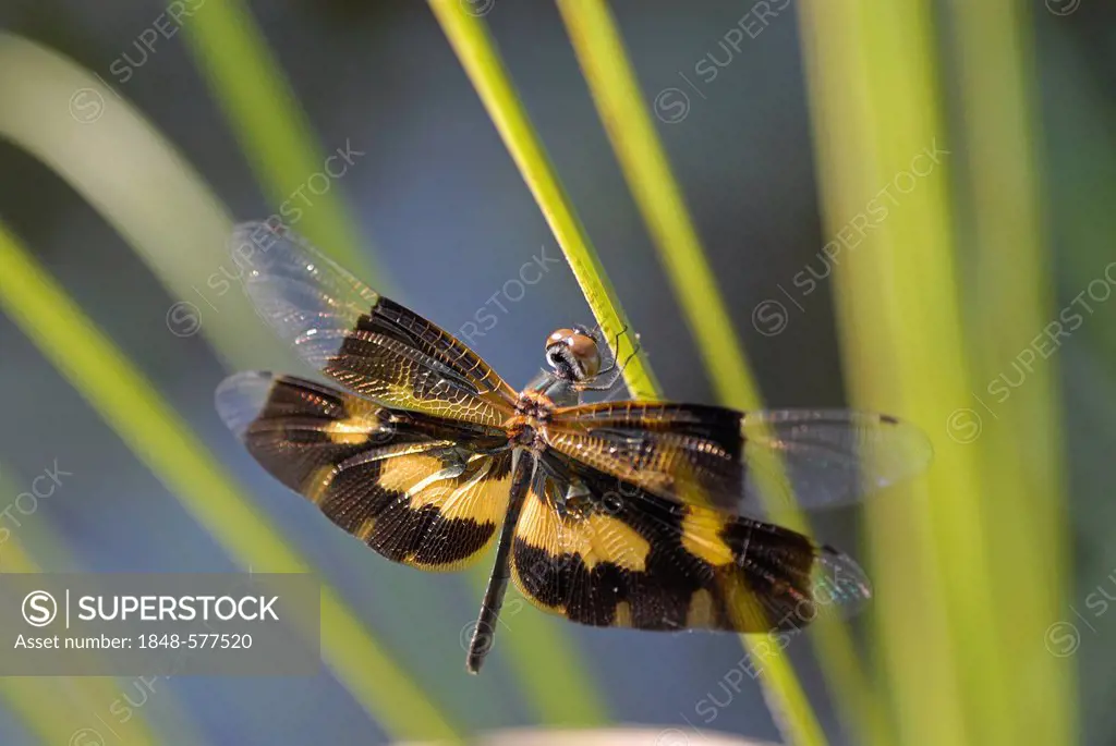 Dragonfly, Vembanad Lake, Kerala, South India, India, Asia
