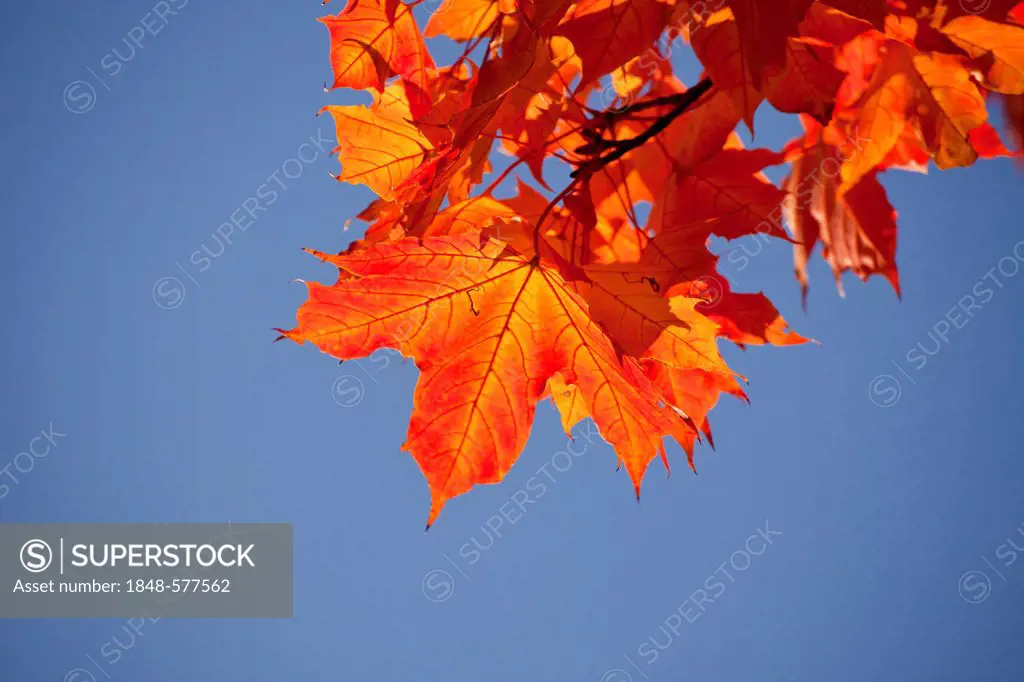 Maple tree (Acer) with red-coloured autumn leaves, Bonn, North Rhine-Westphalia, Germany, Europe