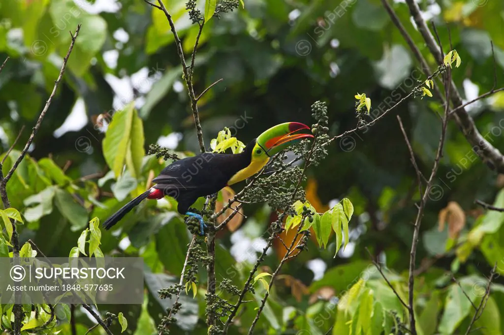 Keel-billed Toucan (Ramphastos sulfuratus), La Selva, Costa Rica, Central America