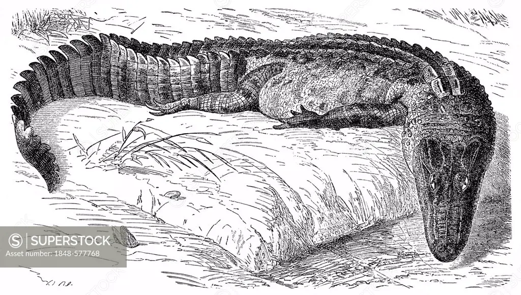 Historical graphic representation, Pike-muzzled Caiman (Alligator lucius Cuv.), 19th Century, from Meyers Konversations-Lexikon encyclopaedia, 1889