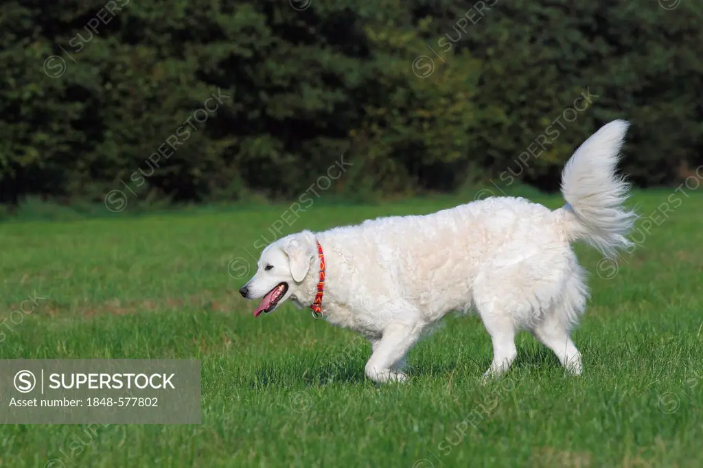 Hungarian Kuvasz (Canis lupus familiaris) bitch, guard dog