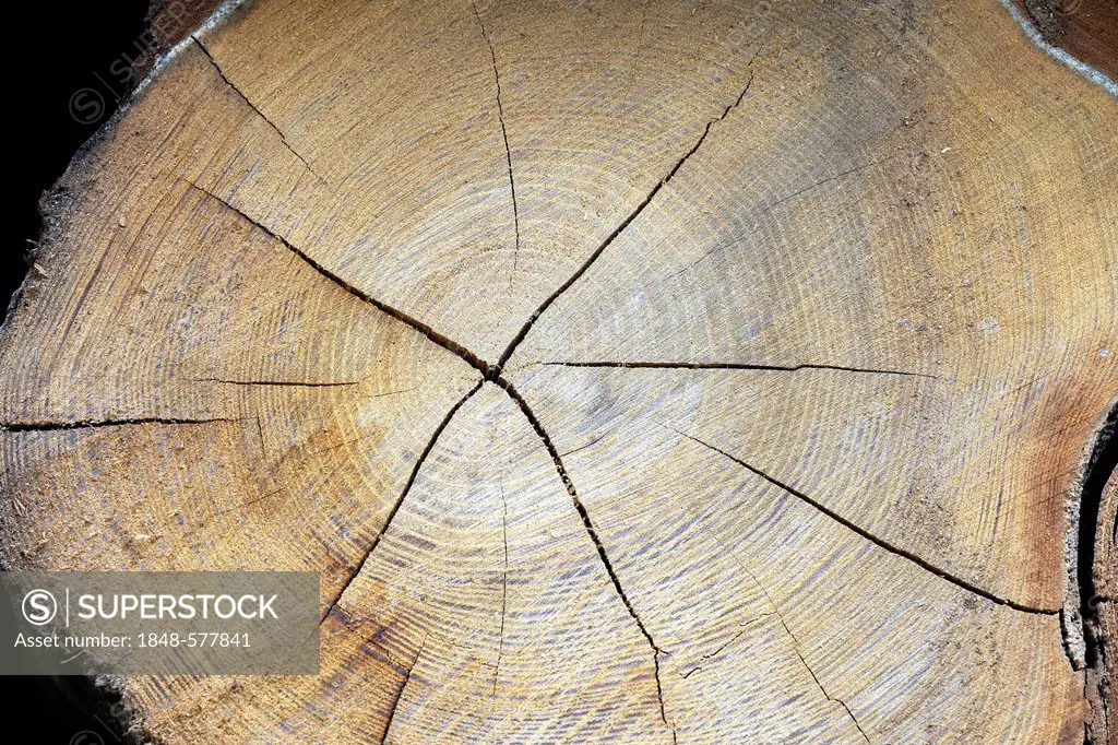 Cross-section of a tree trunk showing the annual rings, Black Locust or False Acacia (Robinia pseudoacacia), Brandenburg, Germany, Europe