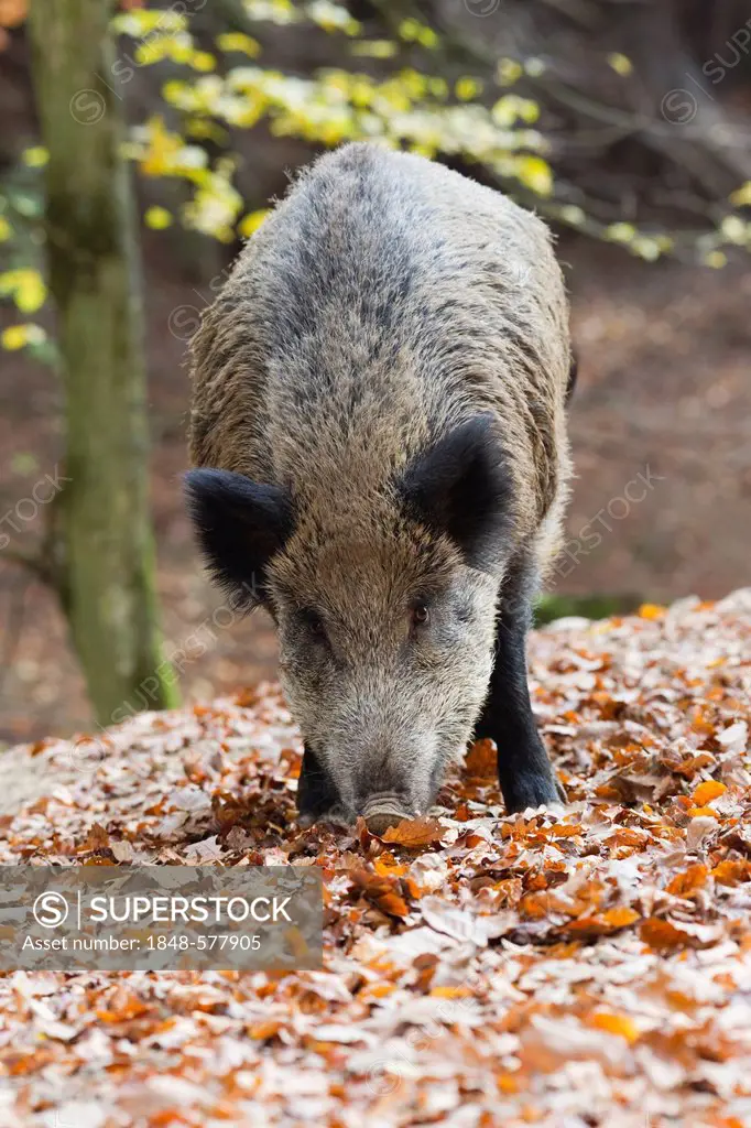Wild boar (Sus scrofa), Vulkaneifel wildlife park, Rhineland-Palatinate, Germany, Europe