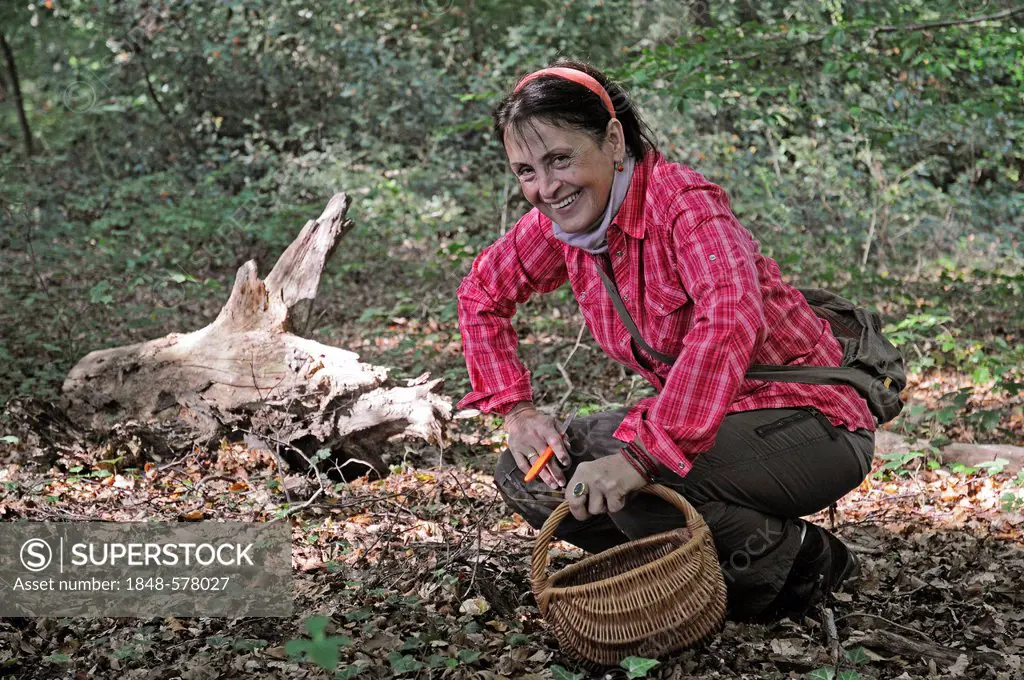 Woman, 50-55 years, picking mushrooms in the forest, mushrooms, basket, Iserlohn, Sauerland region, North Rhine-Westphalia, Germany, Europe