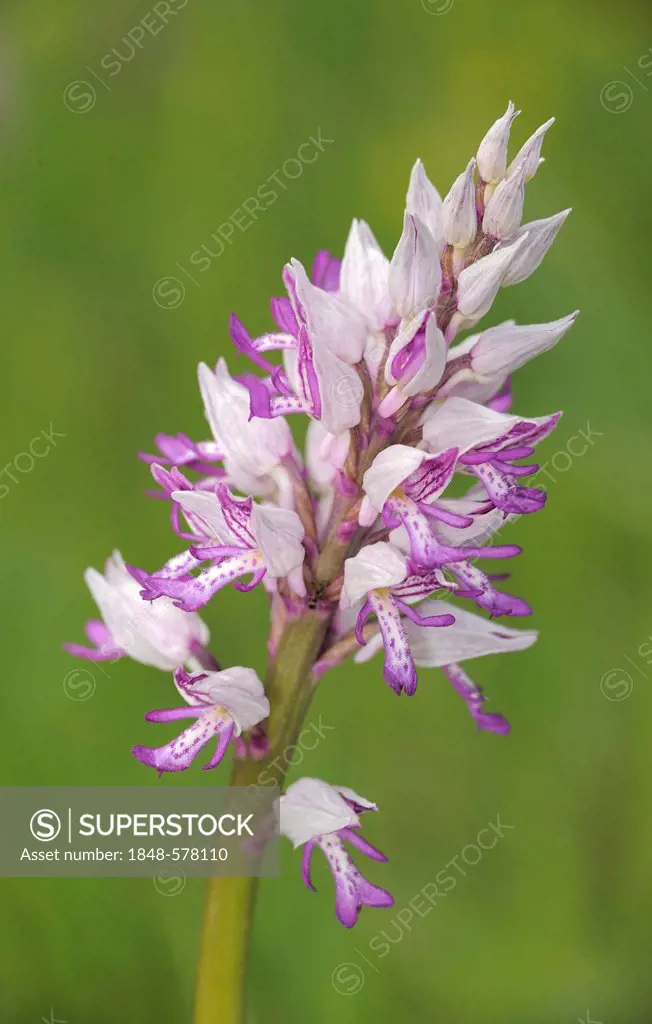 Military orchid (Orchis militaris), Danube-Auen National Park, Lower Austria, Austria, Europe